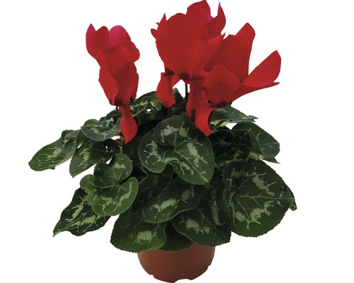 Cyclaam in pot met rode bloemen en groene bladeren