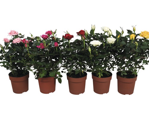 Diverse rozen in potten