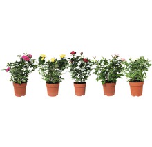 Vijf rozenplanten met bloemen in potten