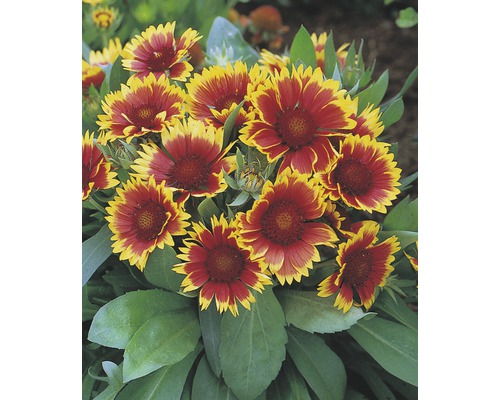 FLORASELF Kokardebloem Gaillardia aristata 'Kobold' potmaat 3 liter H 50 cm Bloeiende Gaillardia in de tuin.