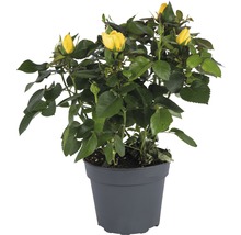 Gele roos in pot
