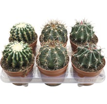 Zes cactussen in potten op een transparant dienblad