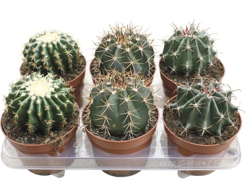 FLORASELF Cactus mix potmaat Ø 13,0 cm H 15-20 cm