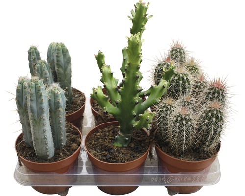 Diverse cactussen in potten op een tray