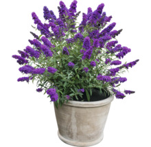 Vlinderstruik in pot voor de tuin of het terras