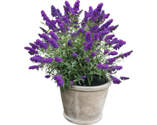 Vlinderstruik in pot voor de tuin of het terras