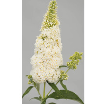Vlinderstruik Buddleja davidii Summer Kids ® potmaat Ø 22 cm H 40-60 cm