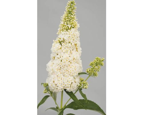Vlinderstruik met witte bloemen