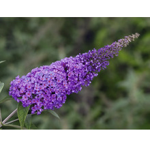 Vlinderstruik Buddleja davidii Summer Kids ® potmaat Ø 22 cm H 40-60 cm