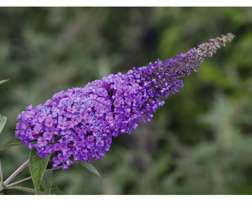 Bloeiwijze van een vlinderstruik