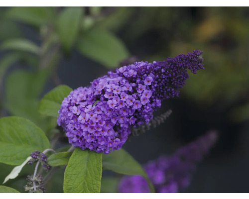 Close-up van een paarse vlinderstruikbloem met groene bladeren