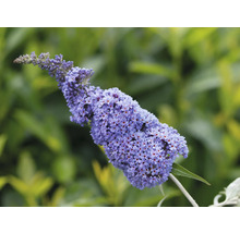 Vlinderstruik Buddleja davidii Summer Kids ® potmaat Ø 22 cm H 40-60 cm