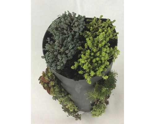 Beplante pot met verschillende vetplanten