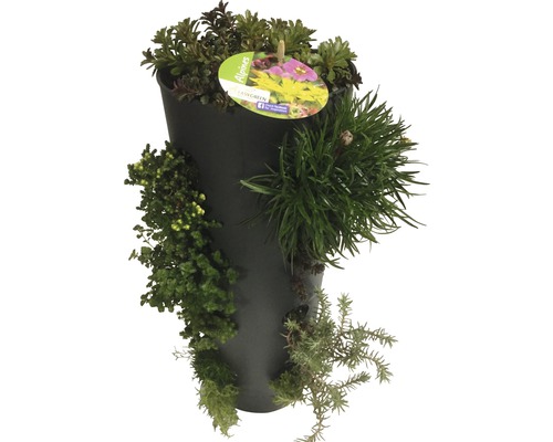 Plantenbak beplant met diverse alpiene planten