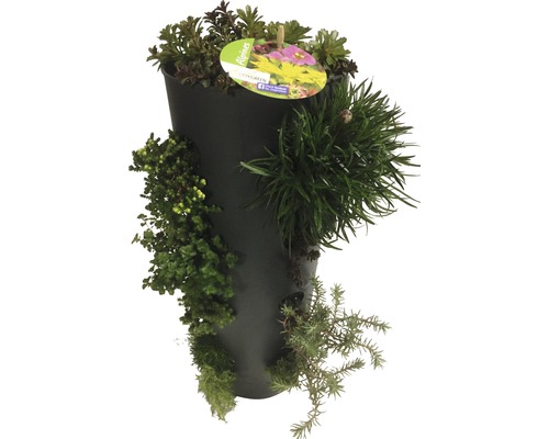 Planten zuil met verschillende groene planten in een zwarte plantenbak