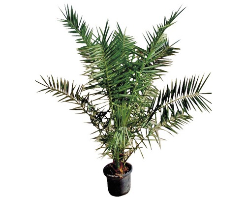 FLORASELF Canarische dadelpalm Phoenix canariensis potmaat Ø 20 cm H 100-125 cm Dadelpalm in pot