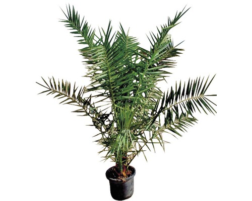 FLORASELF Canarische dadelpalm Phoenix canariensis potmaat Ø 20 cm H 100-125 cm