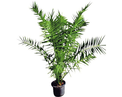 Araucaria kamerplant in pot