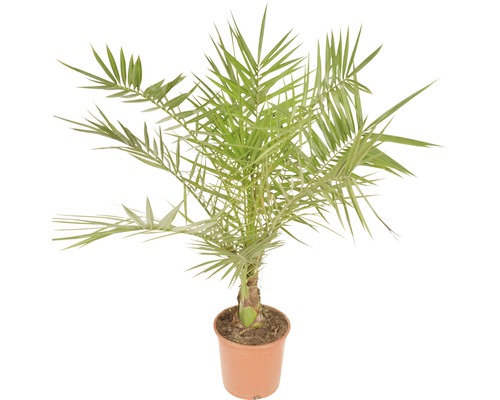 Dadelpalm in een pot