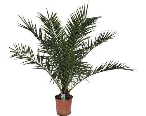 Dadelpalm in pot