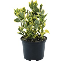 Spindelstruik in pot met groen-gele bladeren.