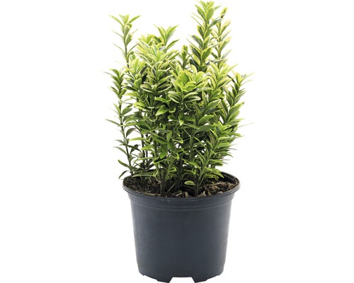 FLORASELF® Kardinaalshoed Euonymus japonicus 'Microphyllus Aureovariegatus' potmaat Ø13 cm