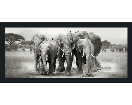 PURE LIVING Schilderij met lijst Elephant Herd 60x130 cm