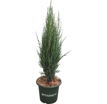 FLORASELF Jeneverbes Juniperus scopulorum 'Blue Arrow' potmaat Ø 24 cm H 60-80 cm