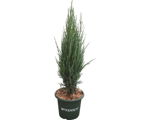 FLORASELF Jeneverbes Juniperus scopulorum 'Blue Arrow' potmaat Ø 24 cm H 60-80 cm Columnar cipres in een pot