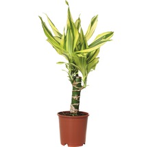 Drakenboom in pot