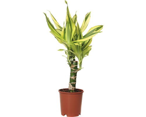 FLORASELF Drakenbloedboom Dracaena fragrans 'Yellow Coast' potmaat Ø 11 cm H 40-50 cm