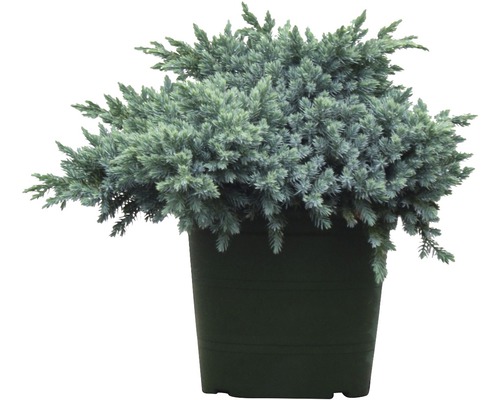 FLORASELF Jeneverbes Juniperus squamata 'Blue Star' potmaat Ø 20 cm H 25-30 cm Cipres in een pot