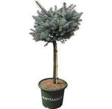 FLORASELF Blauwspar Picea pungens 'Glauca Globosa' potmaat Ø 29.0 cm H 40 cm