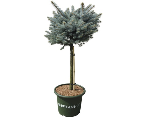 FLORASELF Blauwspar Picea pungens 'Glauca Globosa' potmaat Ø 29.0 cm H 40 cm Bolvormige blauwspar in pot