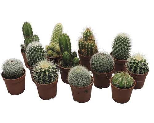 FLORASELF Cactus potmaat Ø 6,5 cm H 6,5-8,5 cm