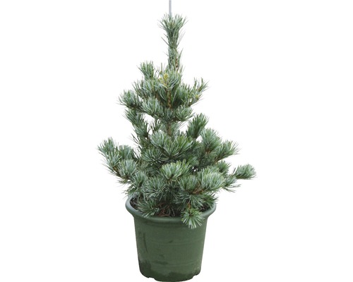 FLORASELF® Japanse pijnboom Pinus parviflora 'Negishi' potmaat Ø21 cm