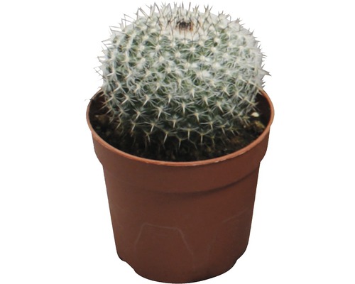 Cactus in pot