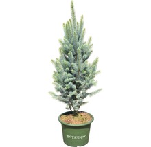 FLORASELF Blauwspar Picea pungens 'Iseli Fastigiate' potmaat Ø 34.0 cm H 70-80 cm