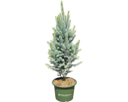 FLORASELF Blauwspar Picea pungens 'Iseli Fastigiate' potmaat Ø 34.0 cm H 70-80 cm