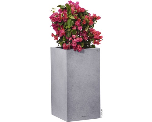 Bougainvillea plant in een grijze plantenbak