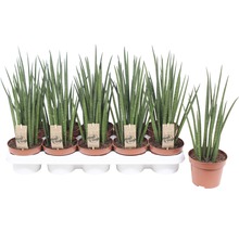 Meerdere Sansevieria cylindrica planten in potten op een tray