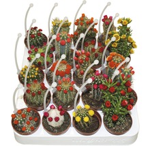 Tray met verschillende soorten cactussen in potten