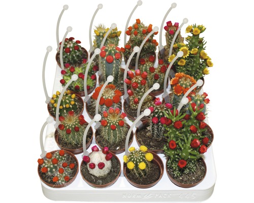 FLORASELF Cactus potmaat Ø 5,5 cm H 15-20 cm