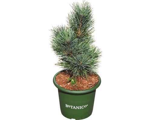 FLORASELF Den Pinus cembra 'Glauca' potmaat Ø 20 cm H 20-25 cm