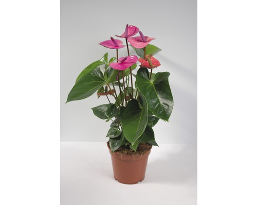 Anthurium kamerplant in pot