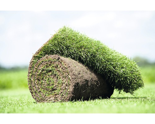 Graszoden Natuur siergras grasmat 173 x 58 cm. Bestellen per hele rol = 1 m² (minimale besteleenheid is 30 m²)