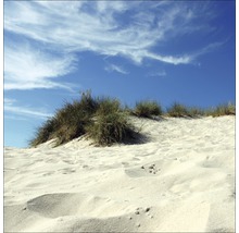 Duinlandschap met gras onder blauwe hemel