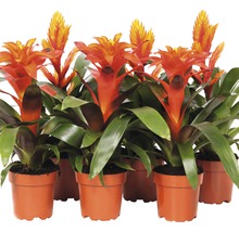Meerdere bromelia planten met bloeiwijzen in terracotta potten
