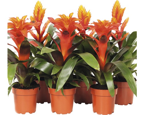 FLORASELF Bromelia Bromelia-Cultivars sortiert potmaat Ø 12.0 cm H 43-53 cm Meerdere bromelia planten met bloeiwijzen in terracotta potten