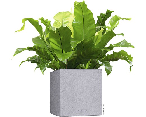 Vogelnessvaren in een grijze plantenbak